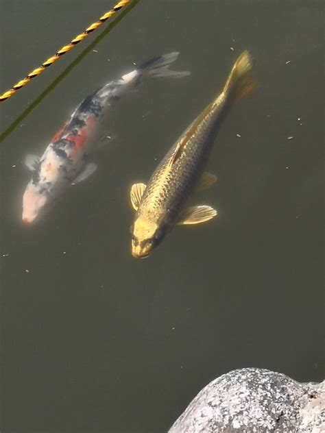 人面金魚|人面魚 (日本)